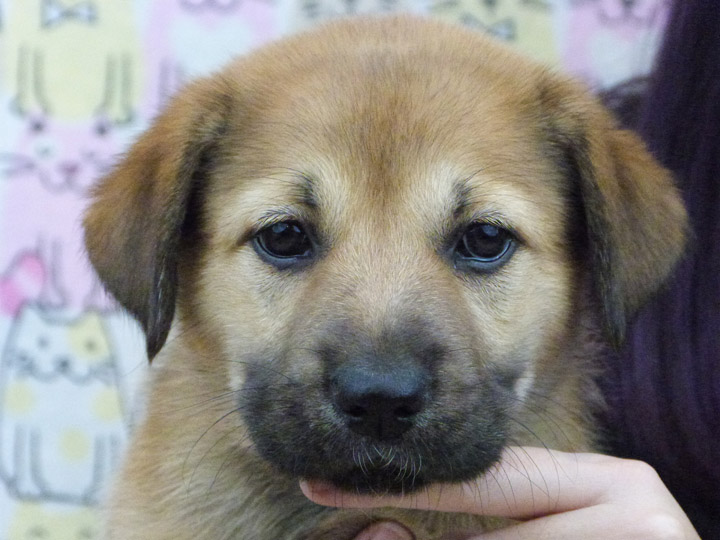 chinook puppy